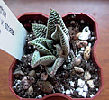 Нажмите на изображение для увеличения.

Название:	limifolia_striara.jpg
Просмотров:	258
Размер:	68.0 Кб
ID:	307283