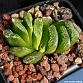 Нажмите на изображение для увеличения.

Название:	Haworthia_cvlime_green_.jpg
Просмотров:	180
Размер:	84.3 Кб
ID:	307289