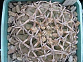Нажмите на изображение для увеличения.

Название:	Gm_asterium_paucispinum1.JPG
Просмотров:	467
Размер:	115.1 Кб
ID:	307309
