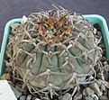 Нажмите на изображение для увеличения.

Название:	Gm_asterium_paucispinum2.jpg
Просмотров:	474
Размер:	163.9 Кб
ID:	307310
