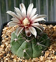 Нажмите на изображение для увеличения.

Название:	Gymnocalycium_mostii_STO87-002_IMG_7292.jpg
Просмотров:	353
Размер:	157.3 Кб
ID:	307344