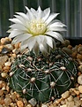 Нажмите на изображение для увеличения.

Название:	Gymnocalycium_altagraciense_STO223_IMG_7287.jpg
Просмотров:	360
Размер:	141.2 Кб
ID:	307345