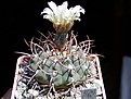 Нажмите на изображение для увеличения.

Название:	Gymnocalycium_moserianum_1.jpg
Просмотров:	446
Размер:	163.7 Кб
ID:	307346