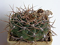 Нажмите на изображение для увеличения.

Название:	Gymnocalycium_moserianum_3.JPG
Просмотров:	361
Размер:	151.9 Кб
ID:	307348