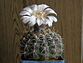 Нажмите на изображение для увеличения.

Название:	Gymnocalycium_platense_3.JPG
Просмотров:	481
Размер:	138.6 Кб
ID:	307349