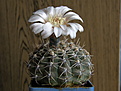 Нажмите на изображение для увеличения.

Название:	Gymnocalycium_platense_3.JPG
Просмотров:	414
Размер:	138.6 Кб
ID:	307349