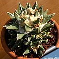 Нажмите на изображение для увеличения.

Название:	Ariocarpus_retusus_pectinatus_810.jpg
Просмотров:	304
Размер:	444.2 Кб
ID:	307355