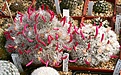 Нажмите на изображение для увеличения.

Название:	Mammillaria_bocasana_fruits_IMG_7363.jpg
Просмотров:	193
Размер:	178.4 Кб
ID:	307364