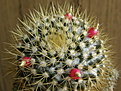 Нажмите на изображение для увеличения.

Название:	Mammillaria_flavescens_nivosa_7.JPG
Просмотров:	196
Размер:	215.9 Кб
ID:	307365