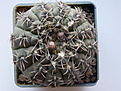 Нажмите на изображение для увеличения.

Название:	Gymnocalycium_platense_5.JPG
Просмотров:	329
Размер:	176.9 Кб
ID:	307366
