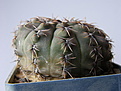 Нажмите на изображение для увеличения.

Название:	Gymnocalycium_platense_6.JPG
Просмотров:	268
Размер:	147.6 Кб
ID:	307367