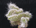 Нажмите на изображение для увеличения.

Название:	Cephalocereus_senilis_cristata.jpg
Просмотров:	251
Размер:	107.5 Кб
ID:	307373
