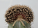 Нажмите на изображение для увеличения.

Название:	Gymnocalycium_Choco_cristata.jpg
Просмотров:	255
Размер:	95.9 Кб
ID:	307374