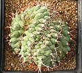 Нажмите на изображение для увеличения.

Название:	Gymnocalycium_saglionis_tilcarense_cristata.jpg
Просмотров:	223
Размер:	154.7 Кб
ID:	307383