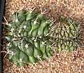 Нажмите на изображение для увеличения.

Название:	Gymnocalycium_schickendantzii_P17_cristata.jpg
Просмотров:	222
Размер:	160.4 Кб
ID:	307384