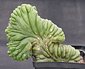 Нажмите на изображение для увеличения.

Название:	Trichocereus_pachanoi_cristata.jpg
Просмотров:	223
Размер:	87.8 Кб
ID:	307386
