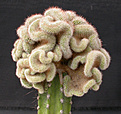 Нажмите на изображение для увеличения.

Название:	Mammillaria_spinosissima_cristata.jpg
Просмотров:	242
Размер:	129.1 Кб
ID:	307389