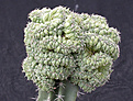 Нажмите на изображение для увеличения.

Название:	Turbinicarpus_lophophoroides_cristata.jpg
Просмотров:	215
Размер:	121.5 Кб
ID:	307390