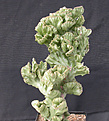 Нажмите на изображение для увеличения.

Название:	Euphorbia_lactea_cristata.jpg
Просмотров:	234
Размер:	113.7 Кб
ID:	307391