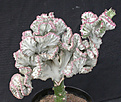 Нажмите на изображение для увеличения.

Название:	Euphorbia_lactea_cristata_var.jpg
Просмотров:	229
Размер:	111.4 Кб
ID:	307392
