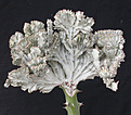 Нажмите на изображение для увеличения.

Название:	Euphorbia_lactea_cristata_var2.jpg
Просмотров:	232
Размер:	107.8 Кб
ID:	307393