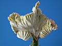Нажмите на изображение для увеличения.

Название:	Euphorbia_lactea_cristata_var3.jpg
Просмотров:	236
Размер:	72.3 Кб
ID:	307394