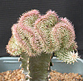 Нажмите на изображение для увеличения.

Название:	Euphorbia_susannae_cristata.jpg
Просмотров:	236
Размер:	133.1 Кб
ID:	307395