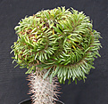 Нажмите на изображение для увеличения.

Название:	Pachypodium_lamerei_cristata.jpg
Просмотров:	232
Размер:	157.8 Кб
ID:	307396