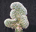 Нажмите на изображение для увеличения.

Название:	Pilosocereus_cristata.jpg
Просмотров:	229
Размер:	119.9 Кб
ID:	307407