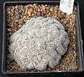 Нажмите на изображение для увеличения.

Название:	Mammillaria_duwei_cristata.jpg
Просмотров:	233
Размер:	144.5 Кб
ID:	307435