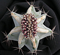 Нажмите на изображение для увеличения.

Название:	Gymnocalycium_Choco_cristata.jpg
Просмотров:	226
Размер:	86.3 Кб
ID:	307437