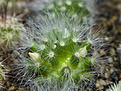 Нажмите на изображение для увеличения.

Название:	Mammillaria_albicoma_SB271.jpg
Просмотров:	352
Размер:	191.6 Кб
ID:	307485
