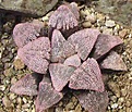 Нажмите на изображение для увеличения.

Название:	cc3705_h_pygmaea_pink_beauty_vert.jpg
Просмотров:	197
Размер:	30.1 Кб
ID:	307525