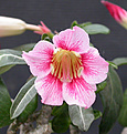 Нажмите на изображение для увеличения.

Название:	Adenium_fl.jpg
Просмотров:	196
Размер:	96.7 Кб
ID:	307538