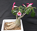 Нажмите на изображение для увеличения.

Название:	Adenium.jpg
Просмотров:	198
Размер:	115.6 Кб
ID:	307539