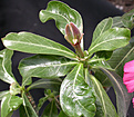 Нажмите на изображение для увеличения.

Название:	Adenium_carpus.jpg
Просмотров:	194
Размер:	119.7 Кб
ID:	307540
