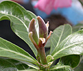 Нажмите на изображение для увеличения.

Название:	Adenium_carpus_2.jpg
Просмотров:	193
Размер:	90.3 Кб
ID:	307541