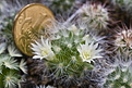Нажмите на изображение для увеличения.

Название:	Mammillaria_albicoma_SB271.1.jpg
Просмотров:	326
Размер:	169.8 Кб
ID:	307557
