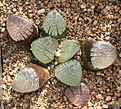 Нажмите на изображение для увеличения.

Название:	Haworthia_springbokvlakensis.jpg
Просмотров:	180
Размер:	176.2 Кб
ID:	307572