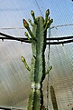 Нажмите на изображение для увеличения.

Название:	Cereus_validus_IMG_8100.jpg
Просмотров:	197
Размер:	164.9 Кб
ID:	307589