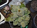 Нажмите на изображение для увеличения.

Название:	Pseudolithos caput-viperae.JPG
Просмотров:	373
Размер:	129.9 Кб
ID:	307597