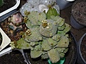 Нажмите на изображение для увеличения.

Название:	Pseudolithos caput-viperae.JPG
Просмотров:	345
Размер:	129.9 Кб
ID:	307597