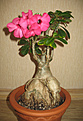 Нажмите на изображение для увеличения.

Название:	Akulina_Adenium_Fancy.jpg
Просмотров:	185
Размер:	126.8 Кб
ID:	307598