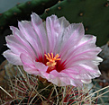 Нажмите на изображение для увеличения.

Название:	Thelocactus_bicolor.jpg
Просмотров:	125
Размер:	189.4 Кб
ID:	307600