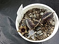 Нажмите на изображение для увеличения.

Название:	Huernia stapelioides.JPG
Просмотров:	206
Размер:	148.4 Кб
ID:	307604