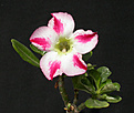 Нажмите на изображение для увеличения.

Название:	Adenium.jpg
Просмотров:	180
Размер:	77.9 Кб
ID:	307607
