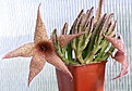 Нажмите на изображение для увеличения.

Название:	Stapelia_gigantea_IMG_8127.jpg
Просмотров:	350
Размер:	141.5 Кб
ID:	307627