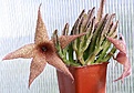 Нажмите на изображение для увеличения.

Название:	Stapelia_gigantea_IMG_8127.jpg
Просмотров:	318
Размер:	141.5 Кб
ID:	307627