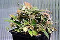 Нажмите на изображение для увеличения.

Название:	Dorstenia_foetida_IMG_8182.jpg
Просмотров:	211
Размер:	116.5 Кб
ID:	307628