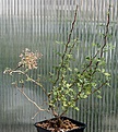 Нажмите на изображение для увеличения.

Название:	Pachycormus_discolor_IMG_8196.jpg
Просмотров:	210
Размер:	174.7 Кб
ID:	307629